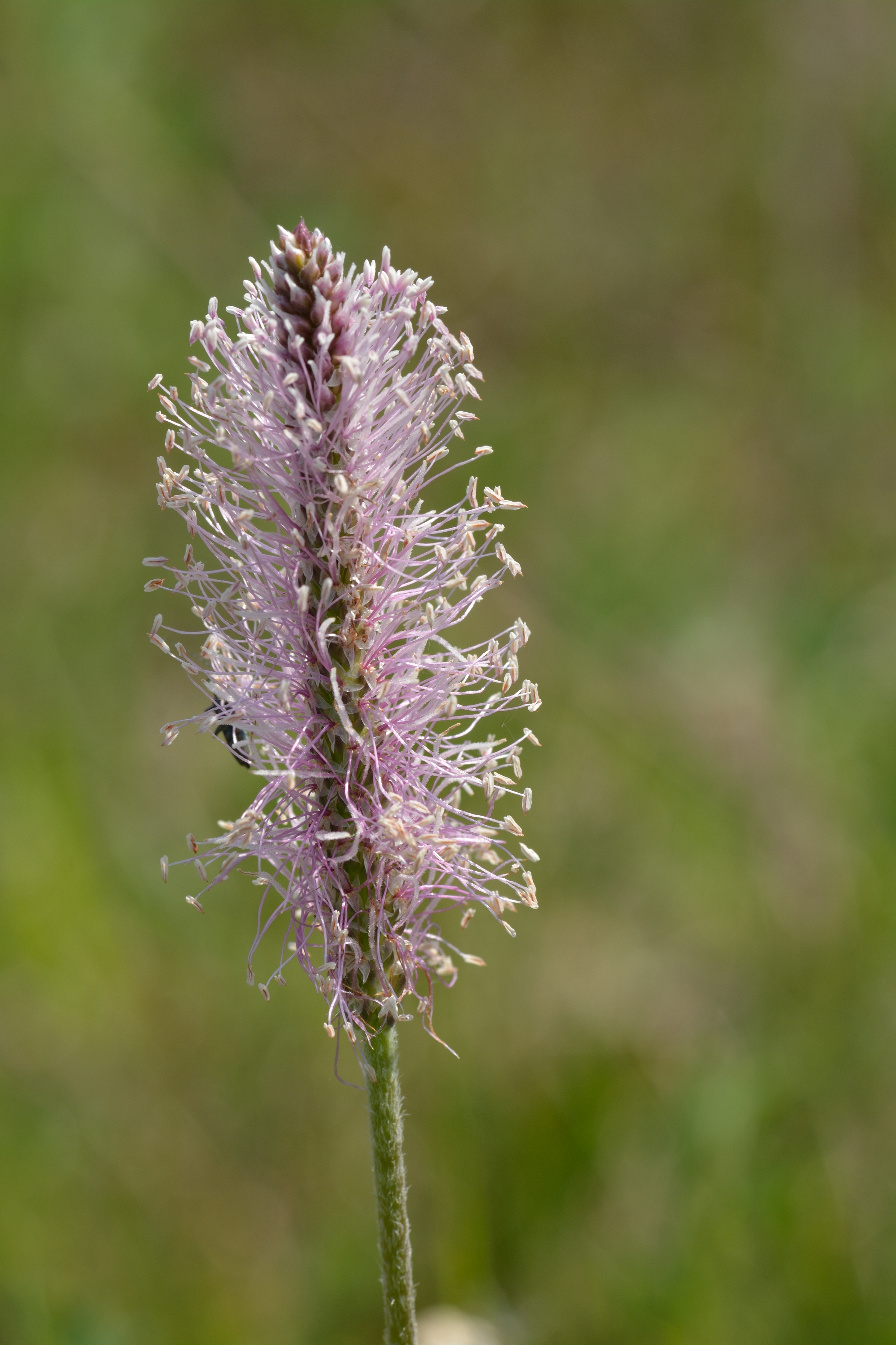Hoary Plantain photo 6
