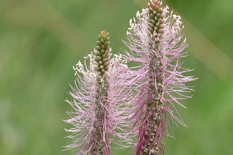 Hoary Plantain photo 3