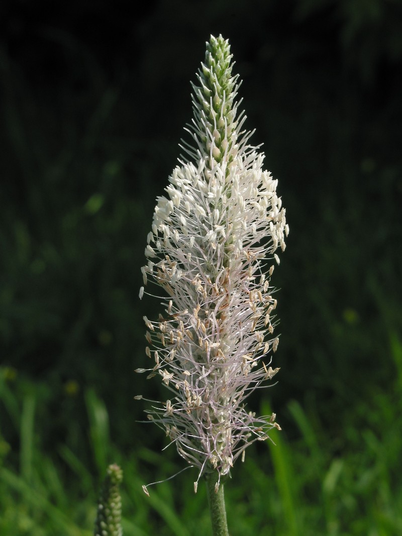 Hoary Plantain photo 4