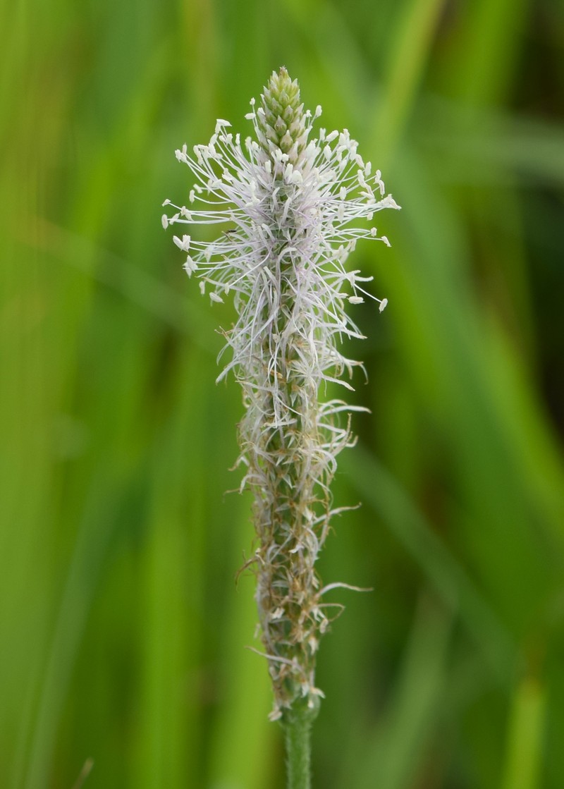 Hoary Plantain photo 5
