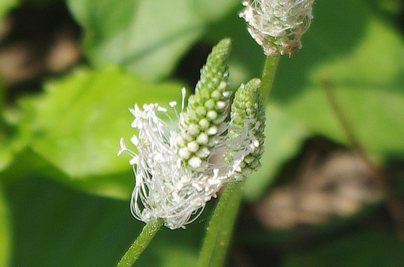 Hoary Plantain photo 8