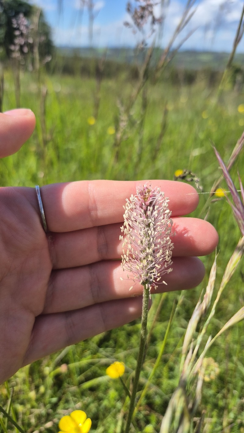 Plantago media subsp. media