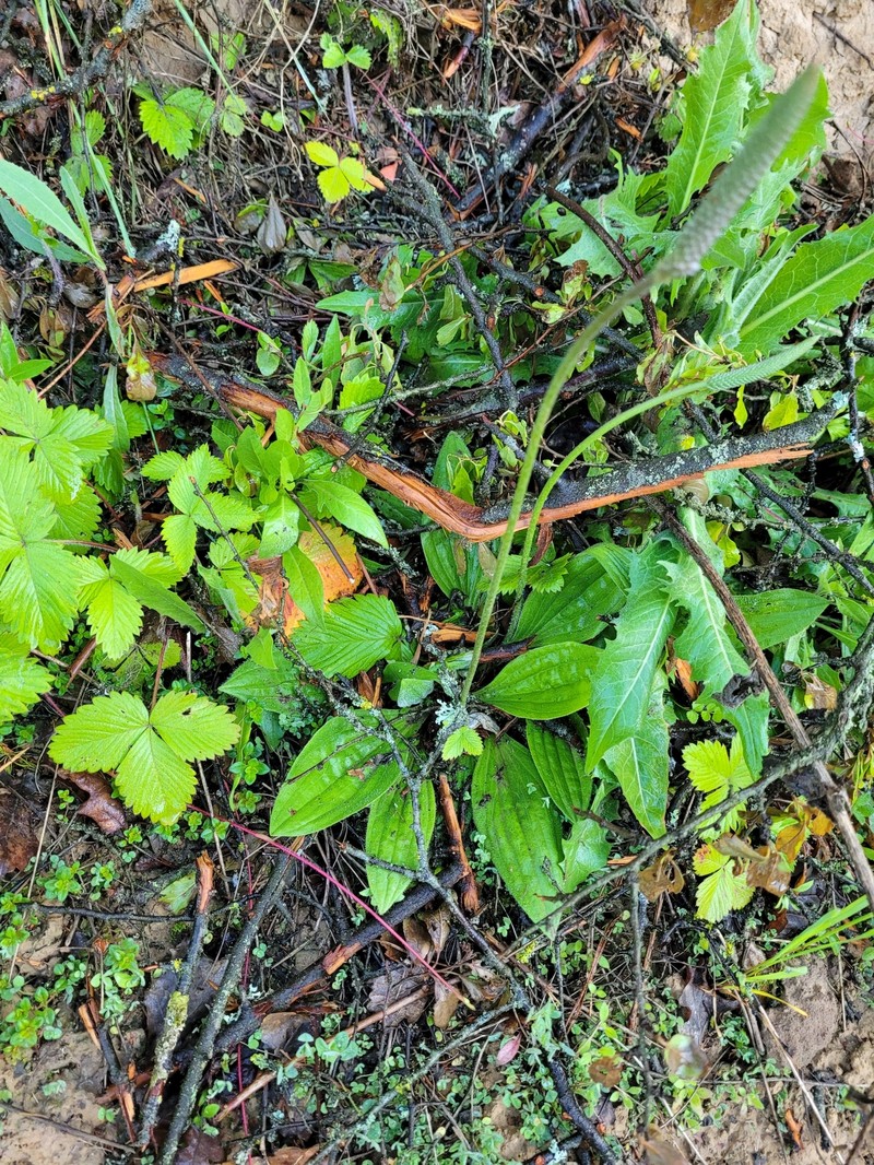 Plantago media subsp. media photo 2