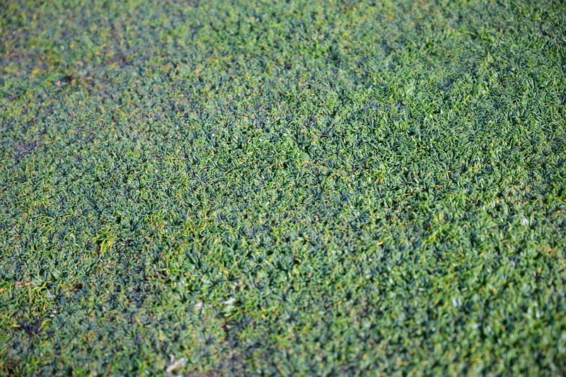 Plantago monanthos var. monanthos
