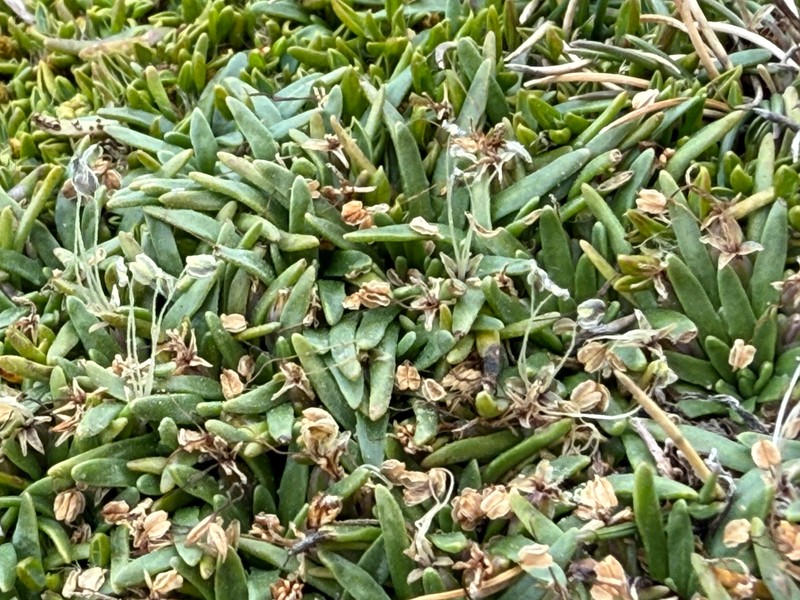 Plantago monanthos var. monanthos photo 2