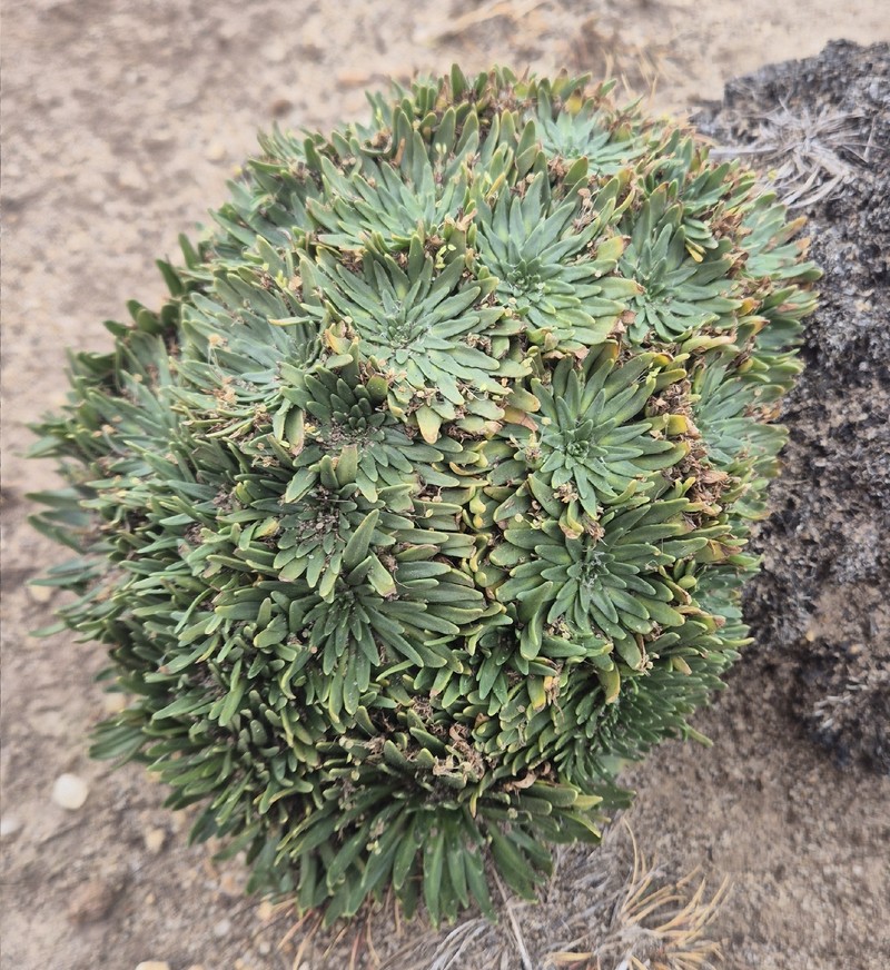 Plantago monanthos var. monanthos photo 3
