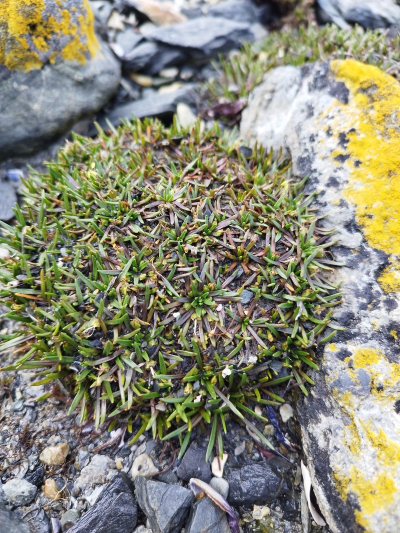 Plantago monanthos var. monanthos photo 4