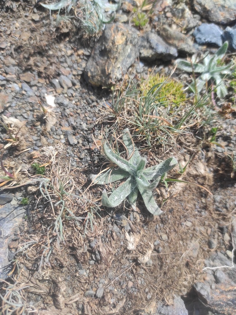 Plantago monosperma subsp. monosperma