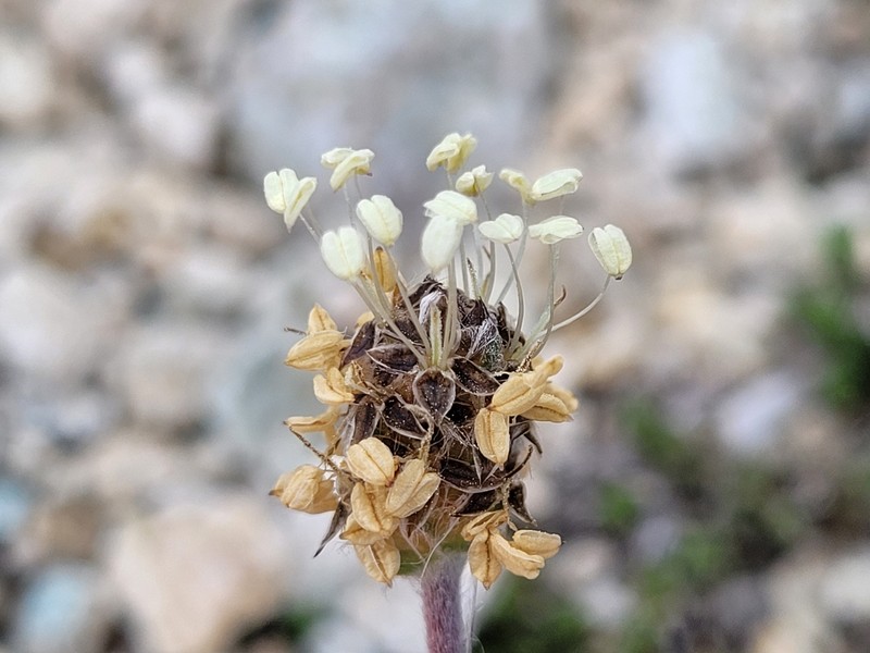 Plantago monosperma subsp. monosperma photo 2