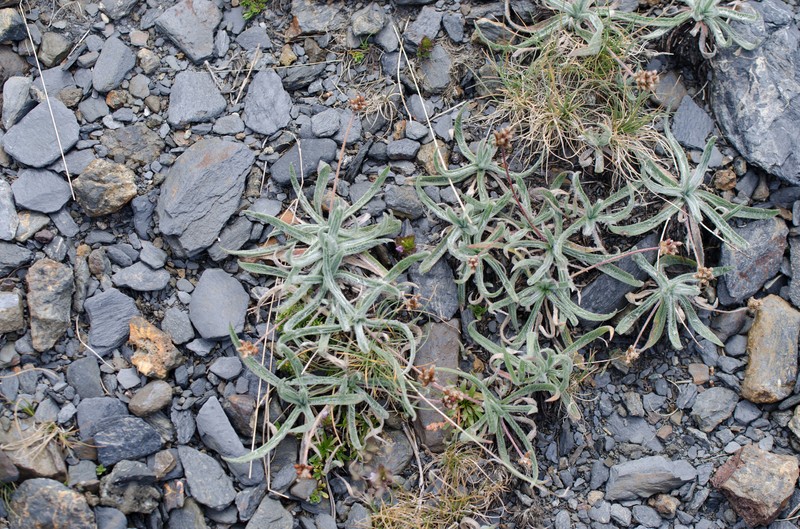 Plantago monosperma subsp. monosperma photo 3