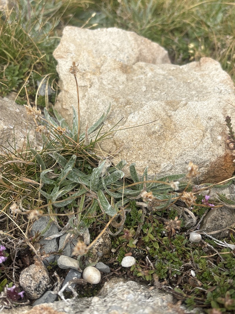 Plantago monosperma subsp. monosperma photo 4
