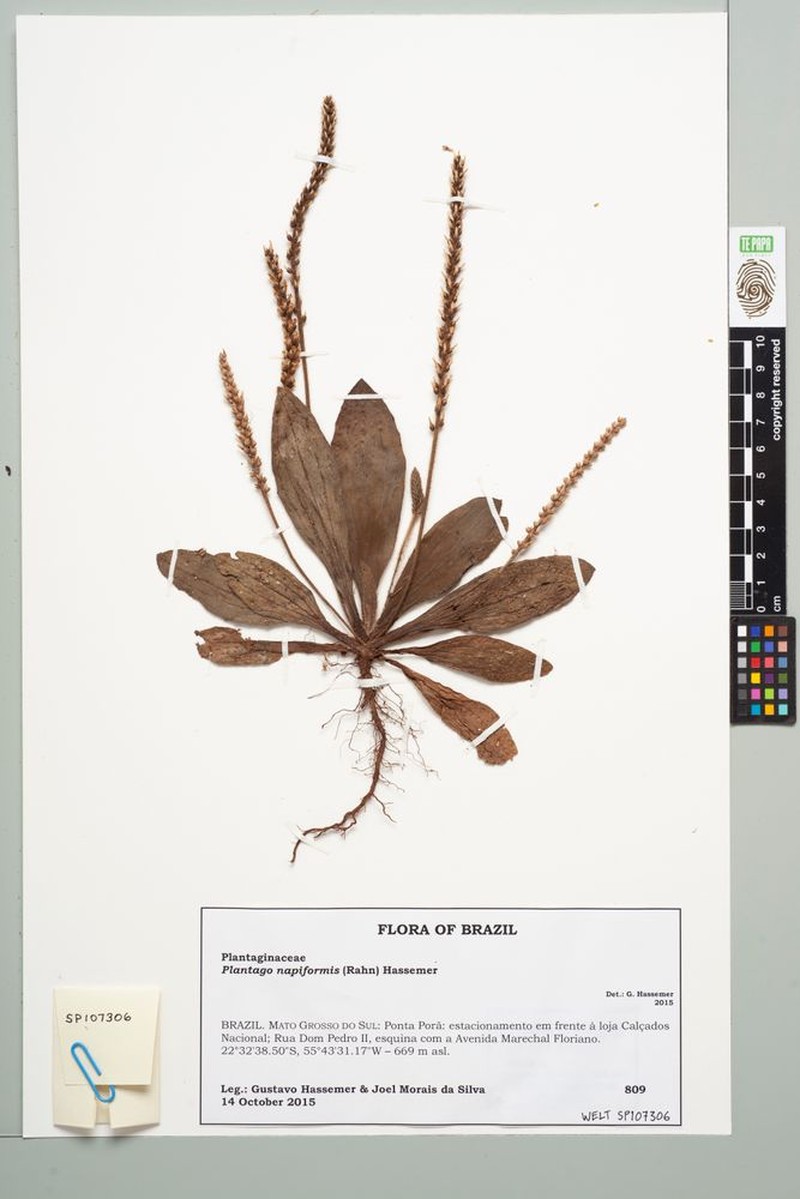 Plantago napiformis