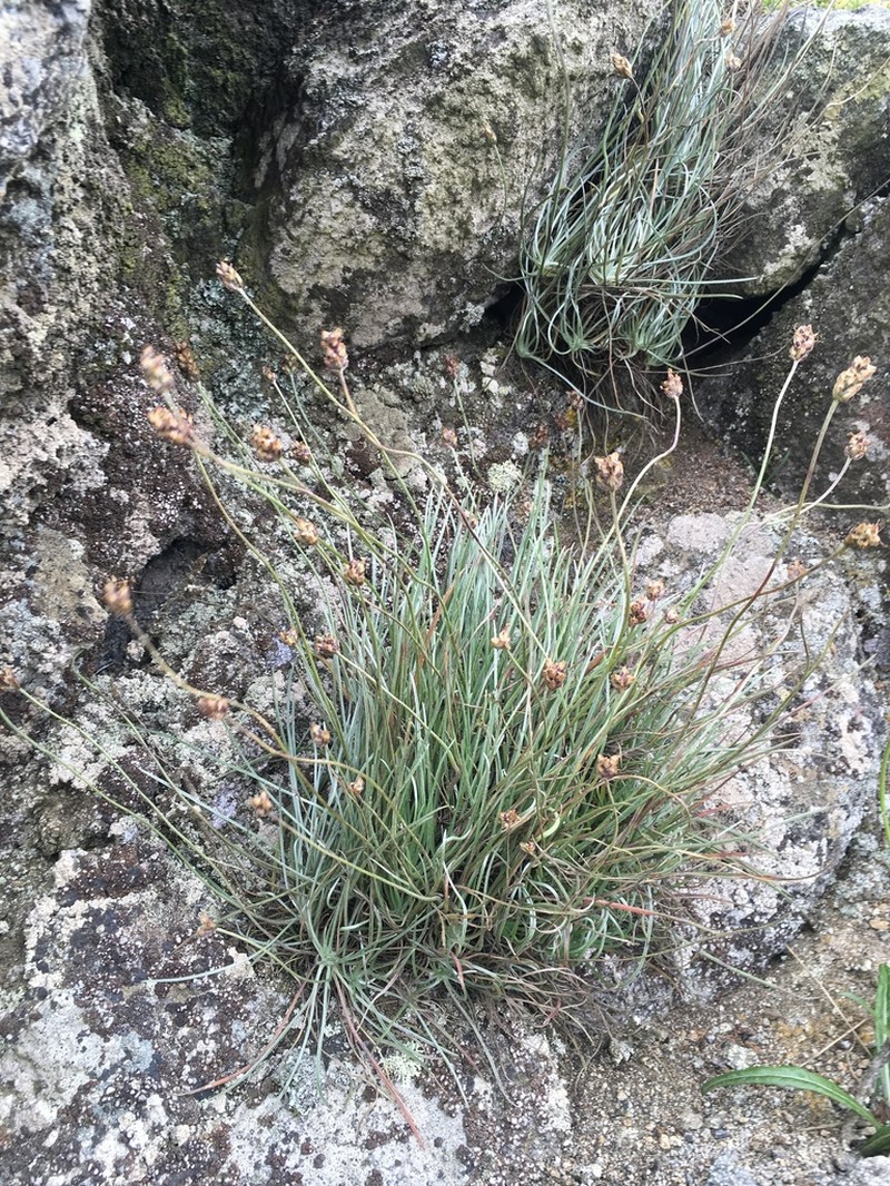 Plantago nebularis