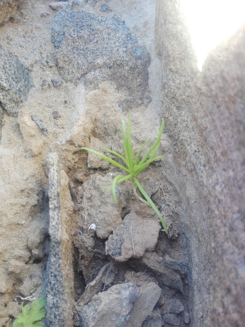 Plantago nebularis photo 2
