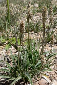 Desert Indianwheat