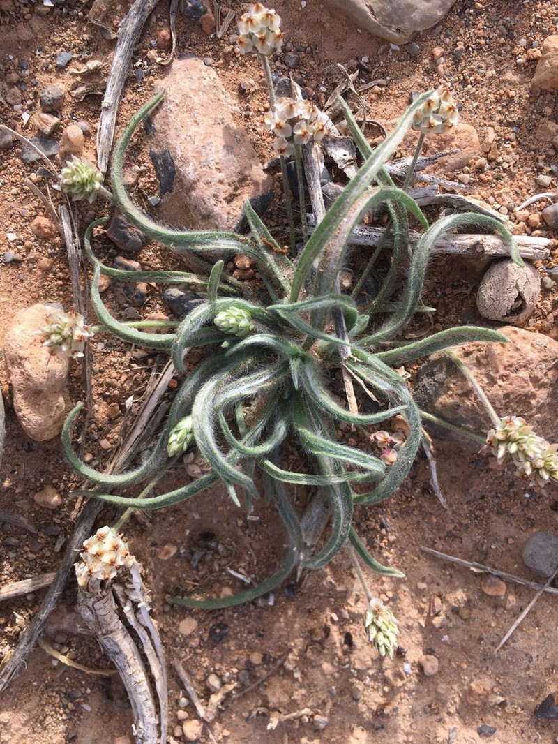Desert Indianwheat photo 2