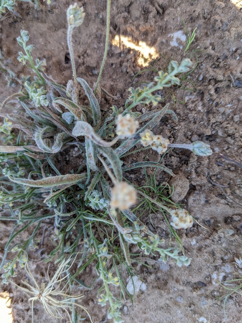 Desert Indianwheat photo 5