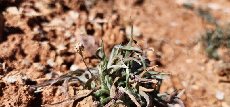 Desert Indianwheat photo 6