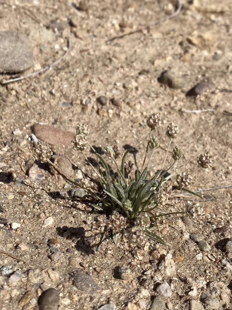 Desert Indianwheat photo 7