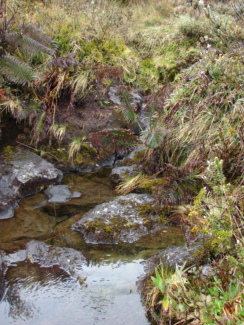 Maui Plantain photo 4