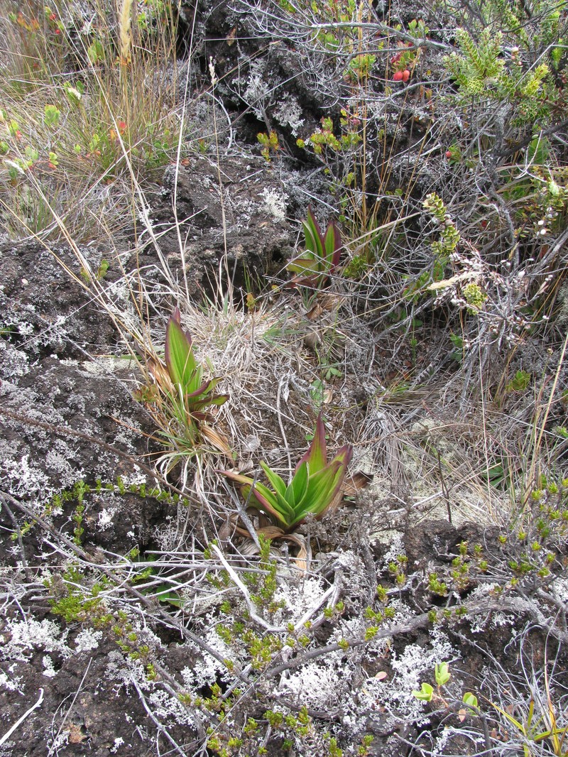 Maui Plantain photo 5