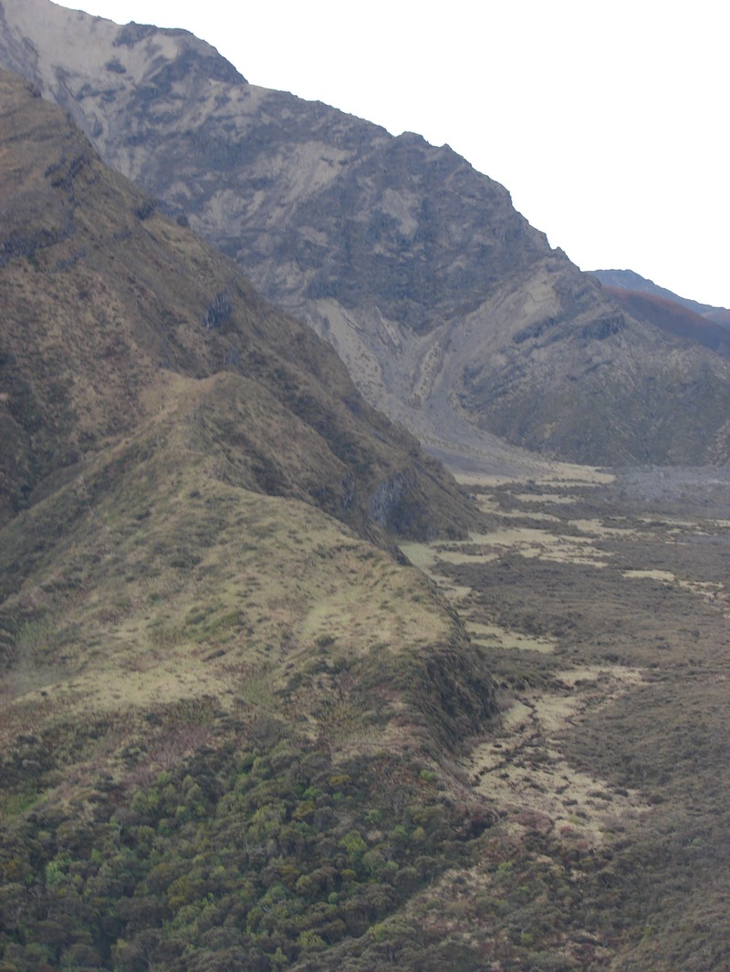 Maui Plantain photo 2