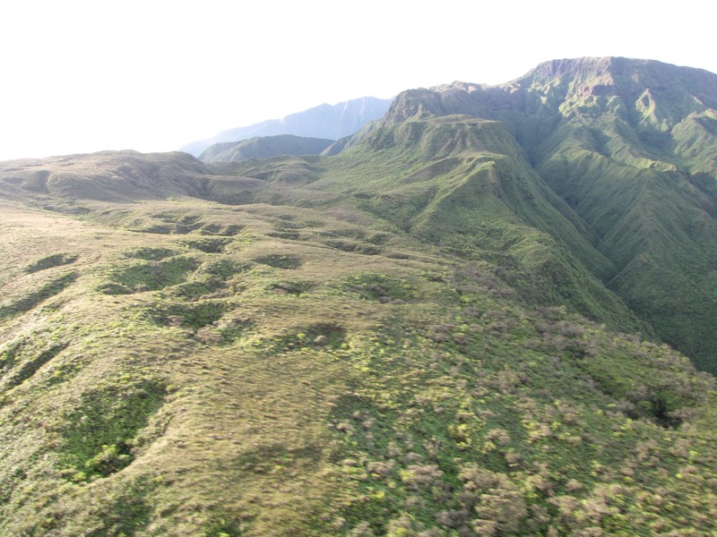 Maui Plantain photo 3