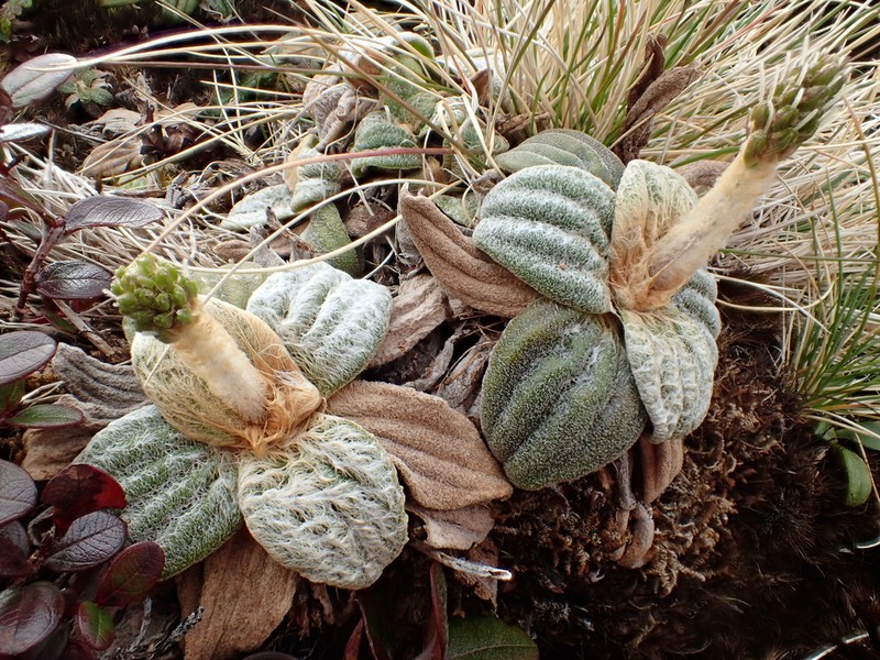 Maui Plantain