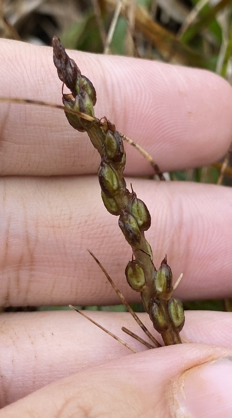 Maui Plantain photo 2