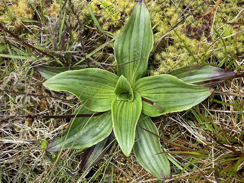 Maui Plantain photo 3