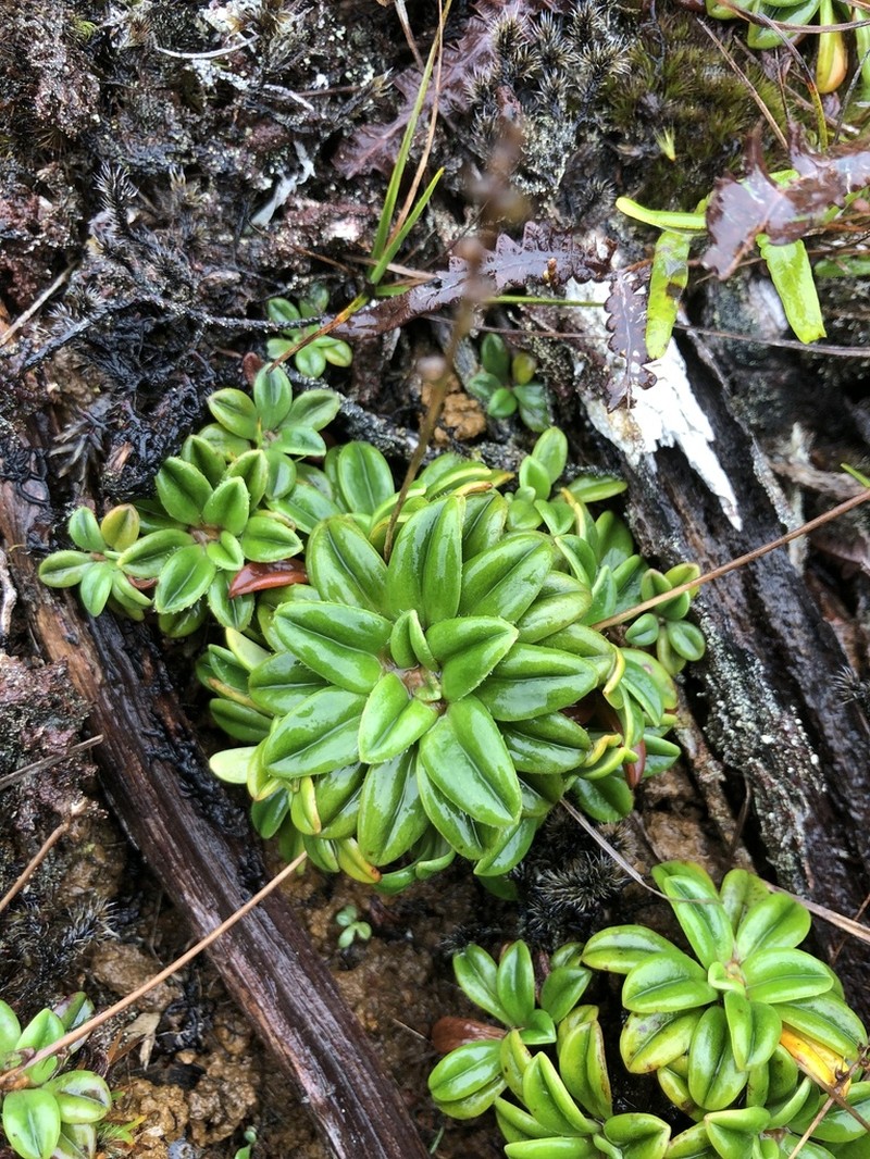 Maui Plantain photo 4