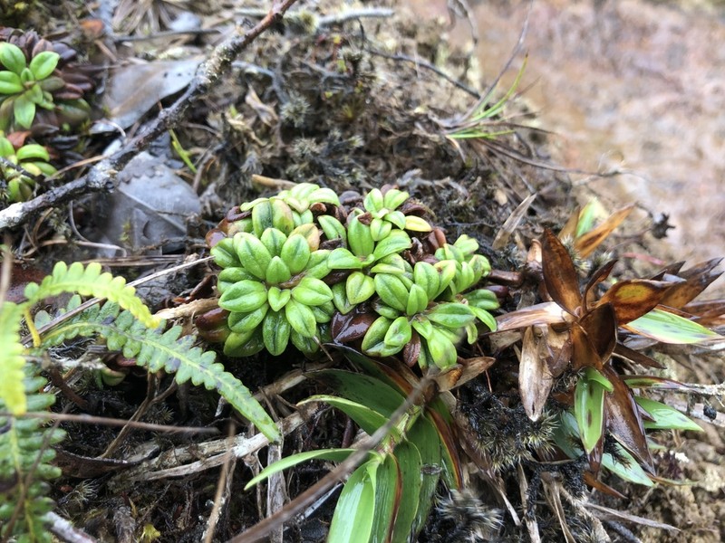 Maui Plantain photo 5