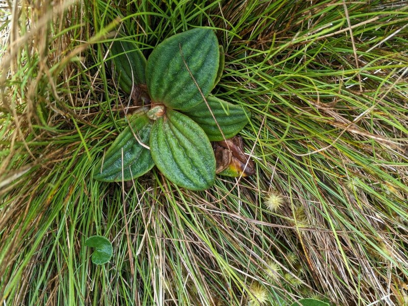 Maui Plantain photo 6