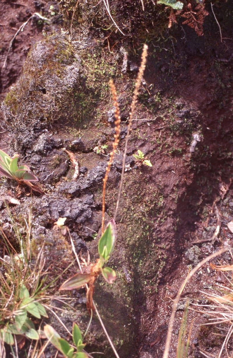 Maui Plantain photo 7