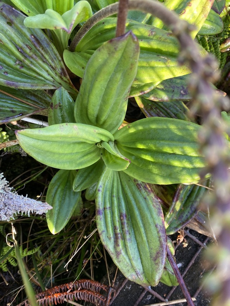 Maui Plantain photo 8