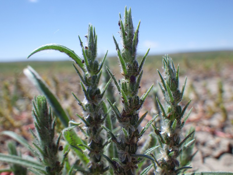 Woolly Plantain photo 3
