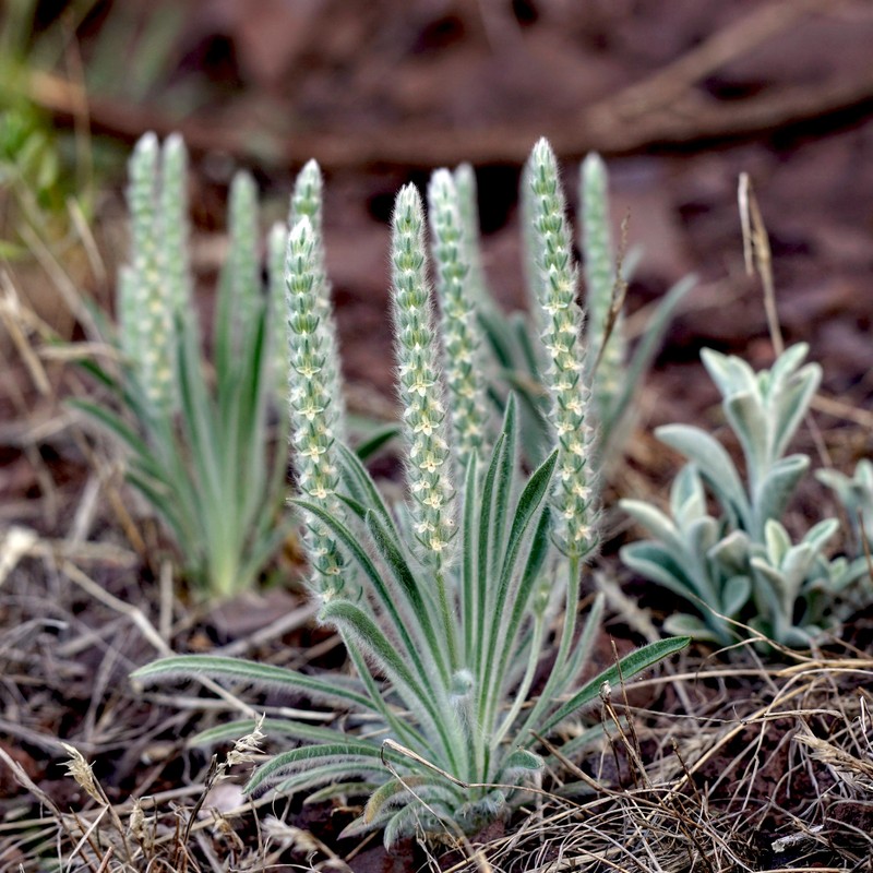 Woolly Plantain