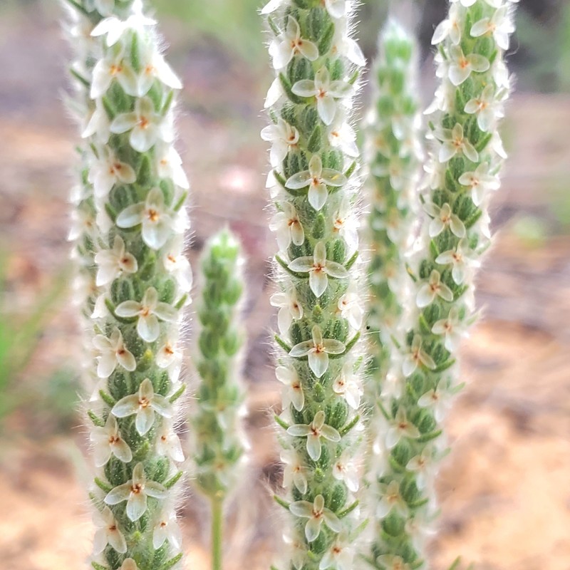 Woolly Plantain photo 2