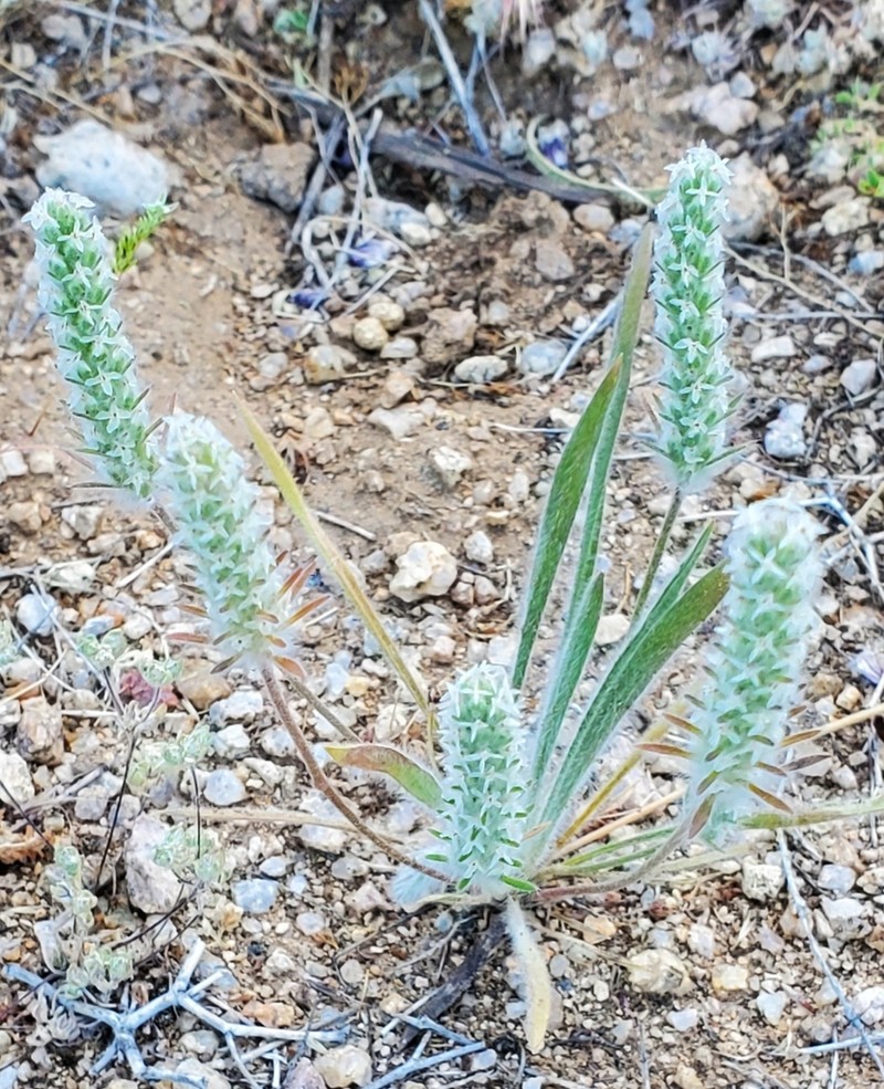 Woolly Plantain photo 3