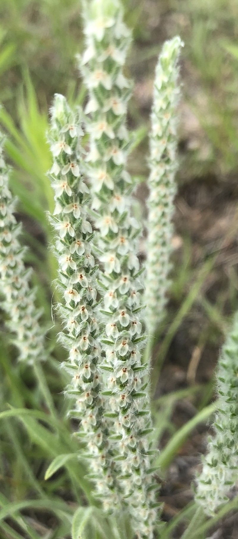 Woolly Plantain photo 4