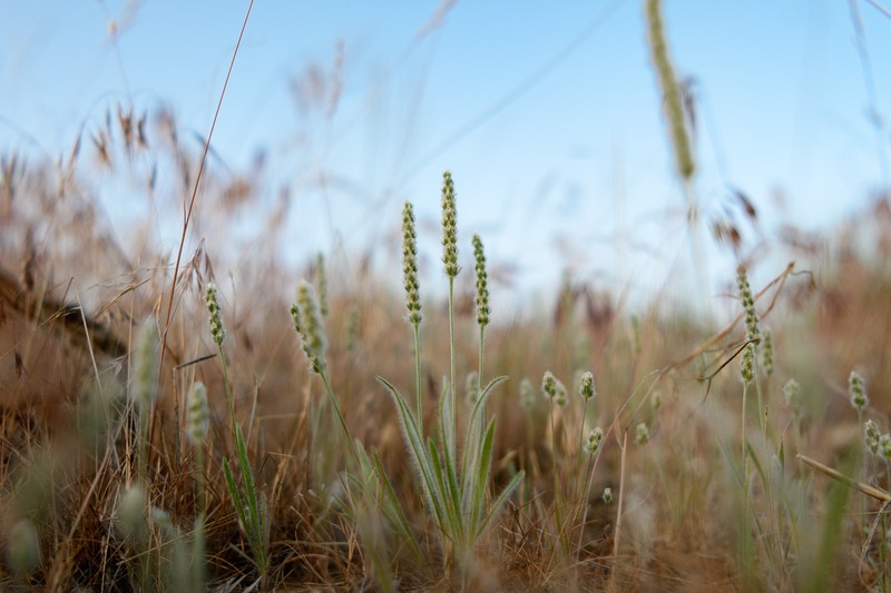 Woolly Plantain photo 6