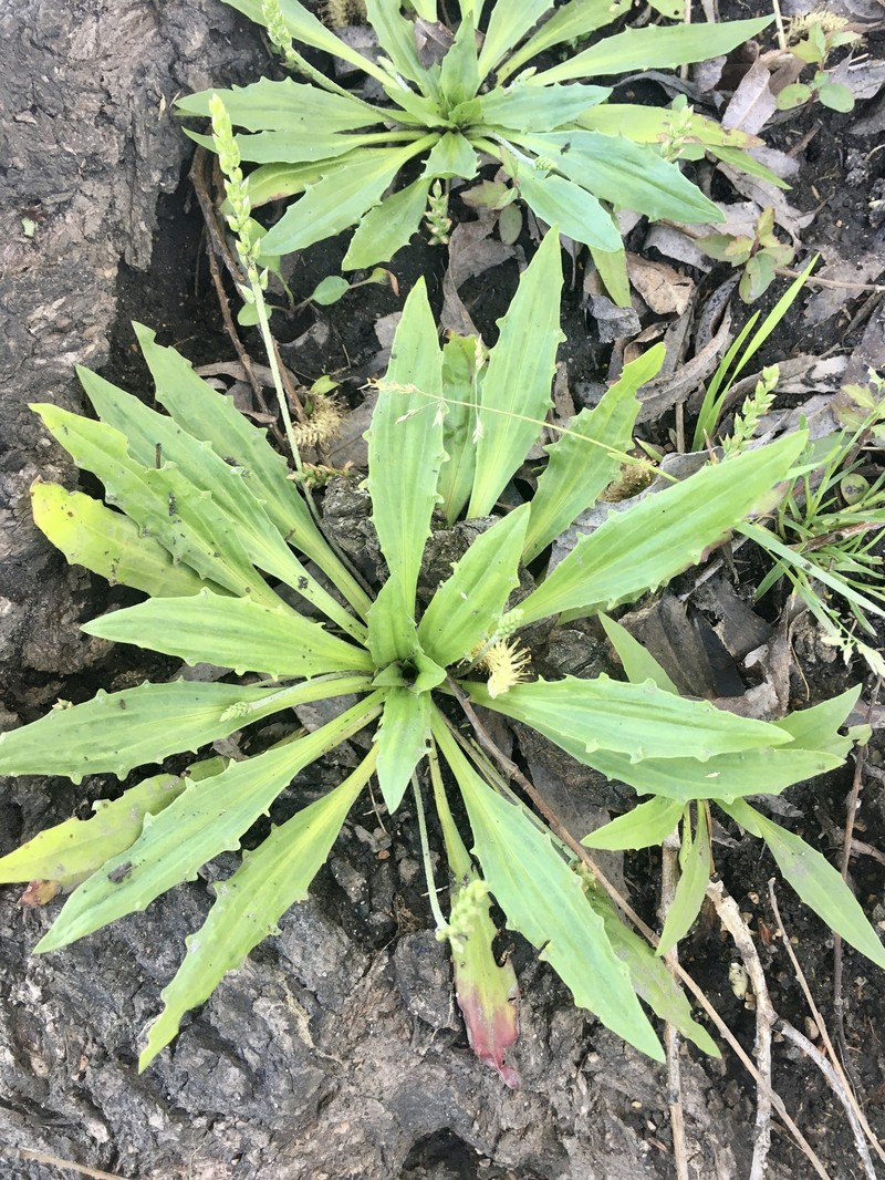 Plantago penantha photo 2