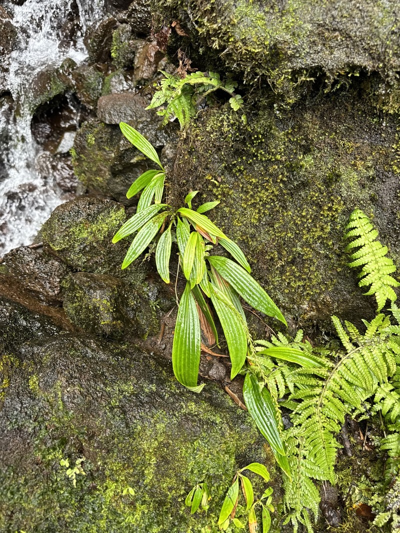 Plantago princeps var. longibracteata photo 2