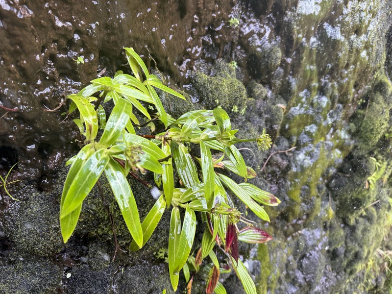 Plantago princeps var. longibracteata photo 3