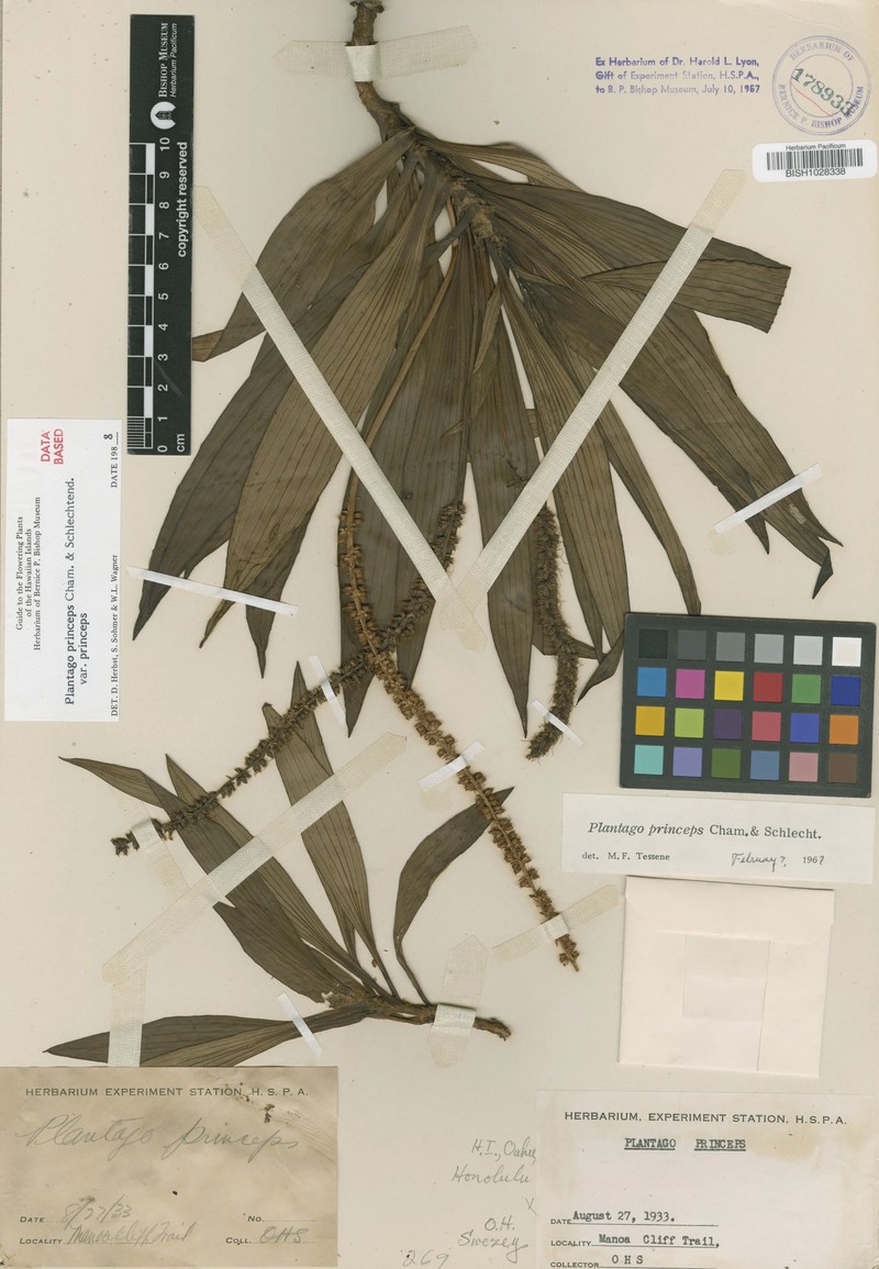 Plantago princeps var. princeps