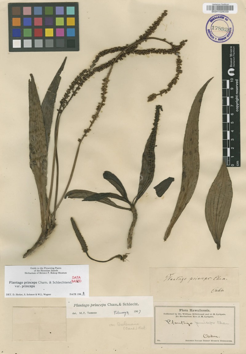 Plantago princeps var. princeps photo 3