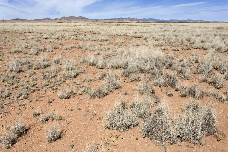 Dwarf Plantain photo 5