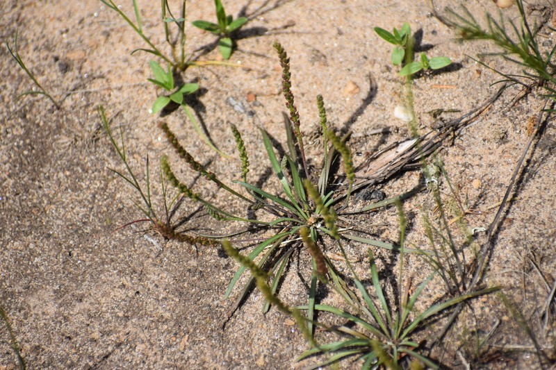 Dwarf Plantain
