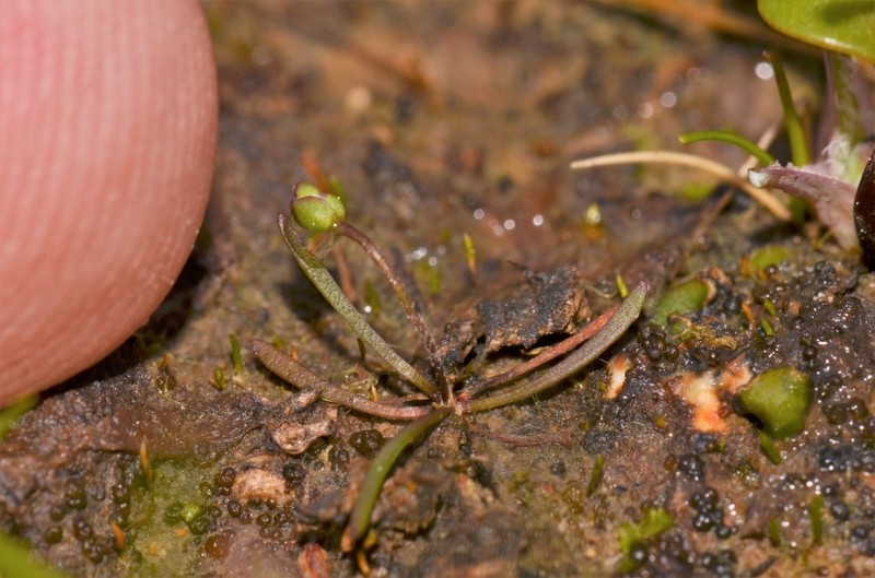 Dwarf Plantain photo 2