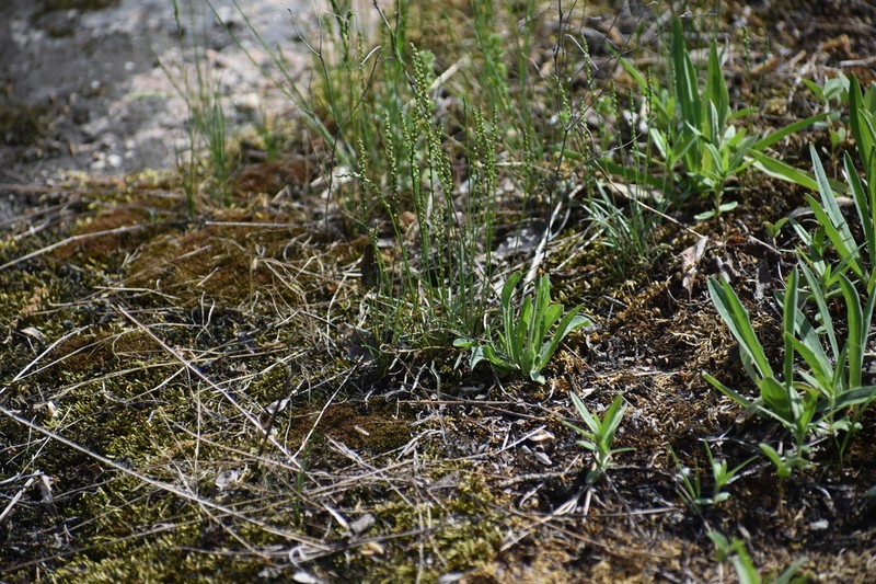 Dwarf Plantain photo 3